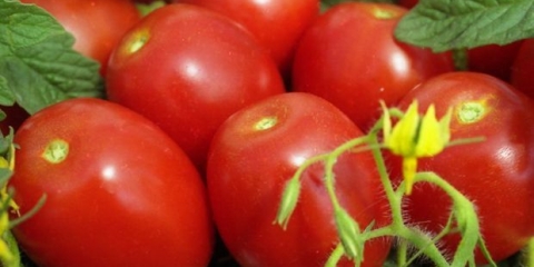 Tomato shuttle: recenzije, fotografije, prinos